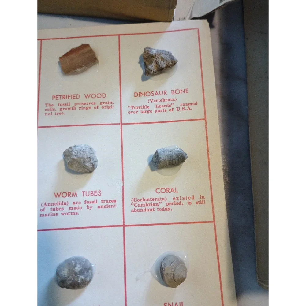 Vintage Nature Programa‎ Prehistoric Life Flowering Trees and Shrubs Collectible - Picture 9 of 16